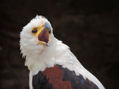 Un cri silencieux_10639528464_l.jpg